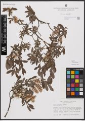 Salix bebbiana Sarg.